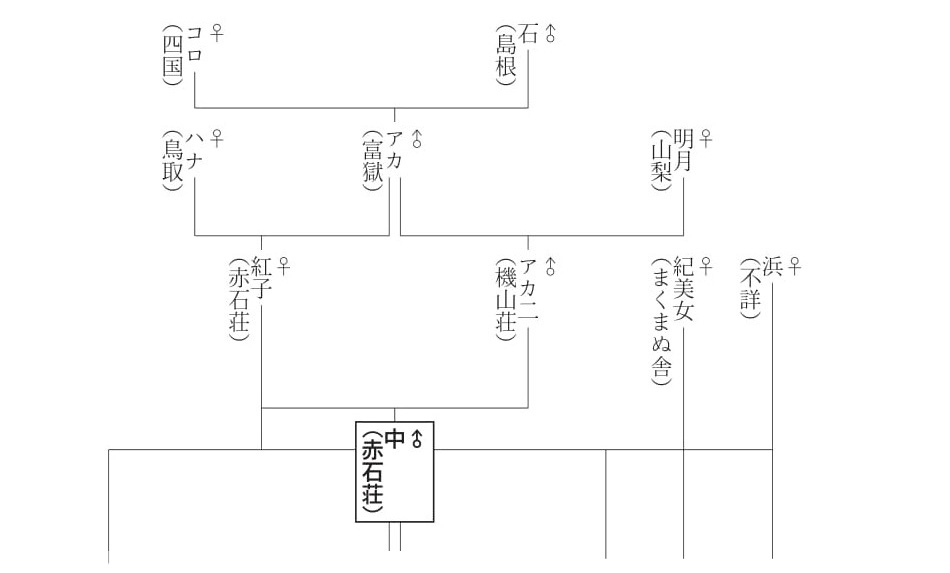 Shiba Inu Lineage