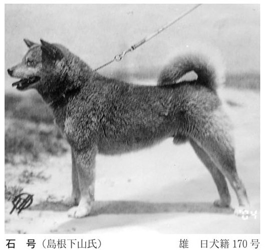 Shiba Inu 1