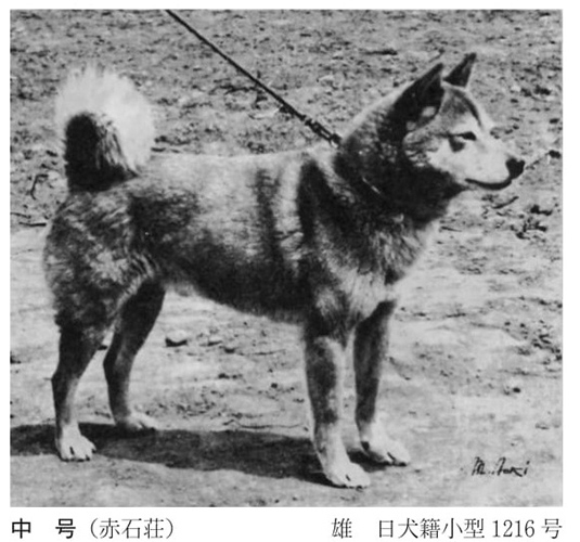 Shiba Inu 2